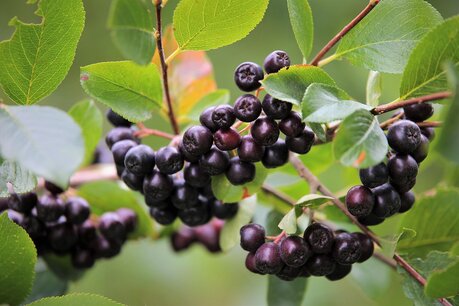 Aronia prunifolia ‘Viking’ - zwarte appelbes - biologische fruitplant