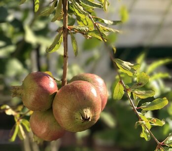 Punica granatum - Granaatappel - fruitboom
