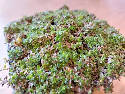 Thymus praecox 'Minor' - kruiptijm, wilde tijm - Bio vaste plant/kruidenplant