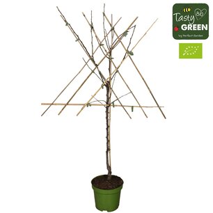 Pyrus communis conference - peer leivorm - Bio fruitboom