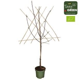 Prunus dom. 'Opal' - Pruimelaar leivorm - Bio fruitboom