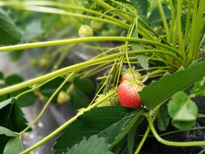 Fragaria  x An. 'Allegro' - Aardbei - Bio fruitplant - in pot A2+