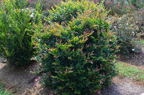 Distylium LINEBACKER® First Editions® 40-60 cm - haagplant