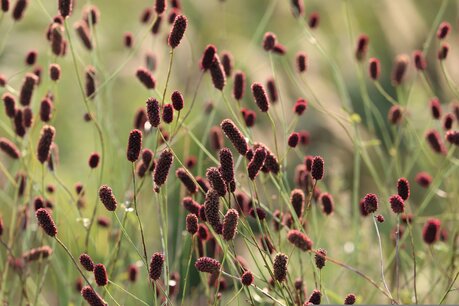 Sanguisorba officinalis - Grote pimpernel - Bio vaste plant