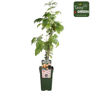 Rubus id. Twotimer Sugana yellow® P23 - Gele herfst & zomerframboos - Bio fruitplant