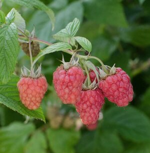 Rubus idaeus 'Sanibelle' - Zomerframboos - Bio fruitplant