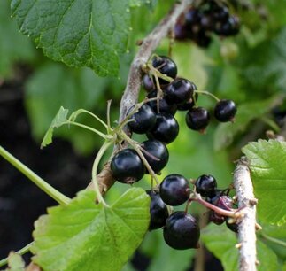 Ribes nigrum Black Marble - zwarte aalbes - Bio fruitplant