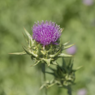Mariadistel - biologische zaden (10 gram) - Natuly