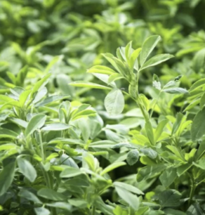 Alfalfa (cover crop) - organic-seeds 1 KG