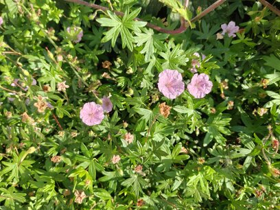 Geranium sanguineum Max Frei' - Bloedooievaarsbek
