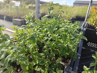 Mentha piperita - Pepermunt - kruidenplant