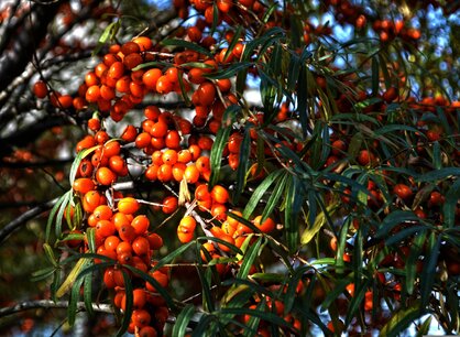 Hippophae rhamnoides - 60-80 cm