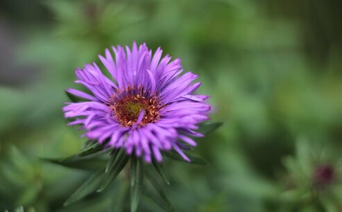 Aster novae angliae 'Purple Dome' - Biologische Staude