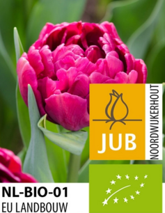 Tulipa 'Alison Bradley' - biologische bloembol