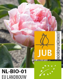 Tulipa 'Dreamer' - biologische bloembol