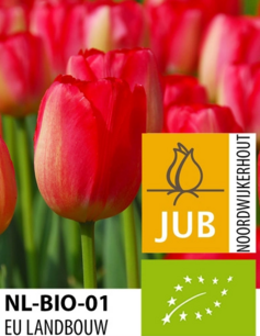 Tulipa 'Judith Leyster' - biologische bloembol