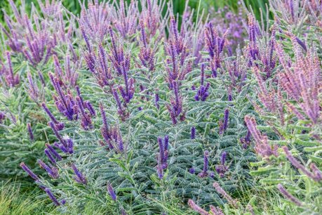 Amorpha canescens 'Indigogo'