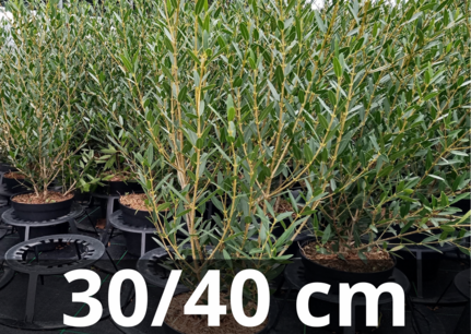 Phillyrea angustifolia 'Green line' - Steenlinde 30-40 cm