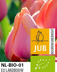 Tulipa 'Ad rem' - biologische bloembol