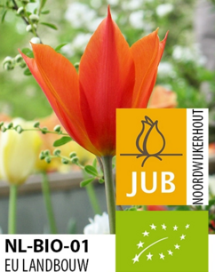 Tulipa 'Ballerina' - biologische bloembol