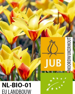 Tulipa 'Taco' - biologische bloembol