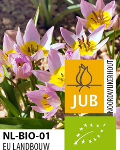 Tulipa 'Saxatilis' - biologische bloembol