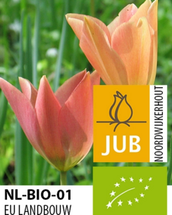 Tulipa 'batalinii bronze charm' - biologische bloembol