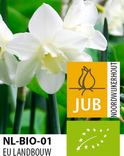 Narcissus Pueblo - biologische bloembol