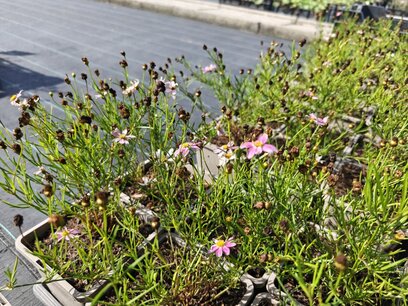 Coreopsis Rosea 'American Dream' - Meisjesogen - Bio vaste plant