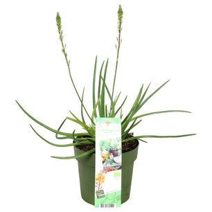 Bulbine Frutescens 'Medicus' - Gele Kattenstaart plant Medicus - biologisch