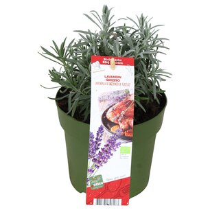 Lavandula x intermedia 'Grosso' - Lavendel - biologisch