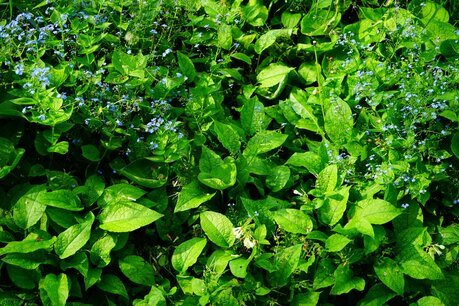 Brunnera macrophylla - Kaukasisch vergeet-me-nietje - Bio vaste plant