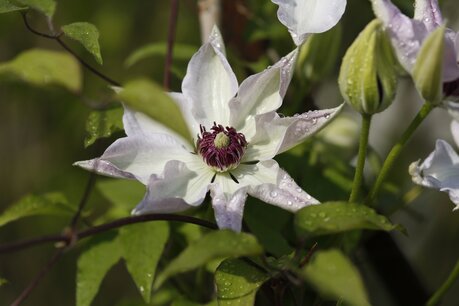 Clematis 'Miss Bateman' - Bosrank - Bio vaste plant
