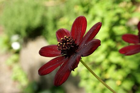 Cosmea Atrosanguineus 'Chocolate' - Chocolade Cosmos - Bio vaste plant