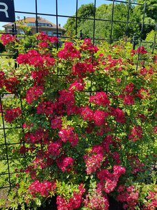 Rosa 'Climbing Rocket'® - Biologische klimroos