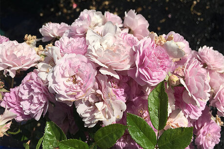 Rosa 'Elmsdale Pride'® - Biologische klimroos