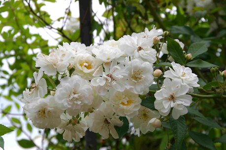 Rosa 'Guirlande d'Amour'® - Biologische klimroos