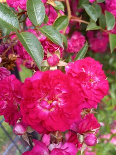 Rosa 'Hetty'® - Biologische klimroos