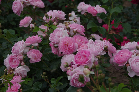 Rosa Jasmina® - Biologische klimroos