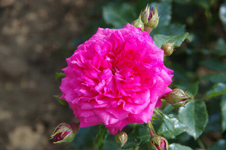 Rosa 'Laguna'® - Biologische klimroos