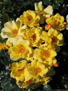 Rosa 'Apple Jack'® - Biologische struikroos