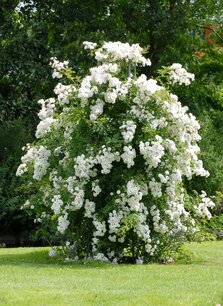 Rosa 'Paragon'® - Biologische klimroos