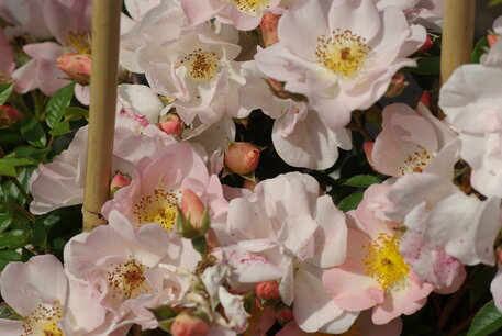 Rosa 'Open Arms'® - Biologische klimroos