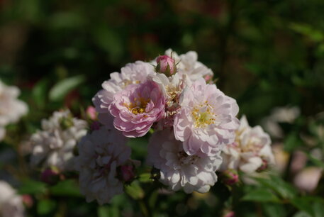 Rosa 'Little Rambler'® - Biologische klimroos