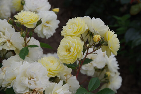 Rosa 'Lemon Siluetta'® - Biologische klimroos
