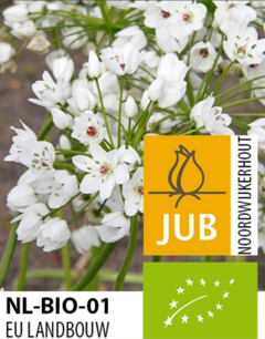 Allium cowanii - biologische bloembol