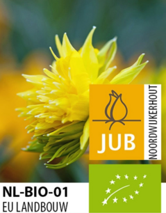 Narcissus Rip van Winkle - biologische bloembol