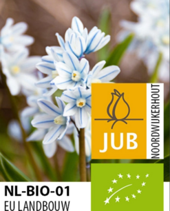Puschkinia Libanotica - biologische bloembol