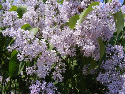 Syringa Vulgaris - Sering - 40-60 cm