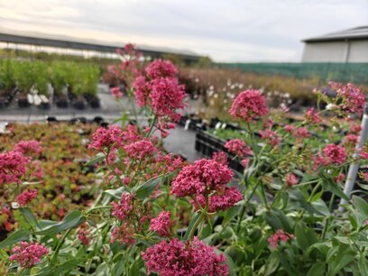 Centranthus Ruber - Spoorbloem